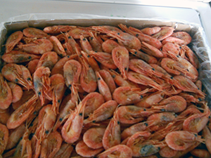Shrimp